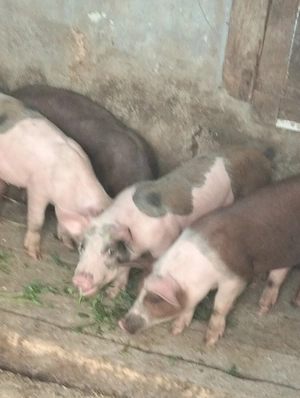 Șoldani de 3 luni.