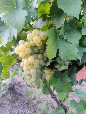 Vand struguri cu randul