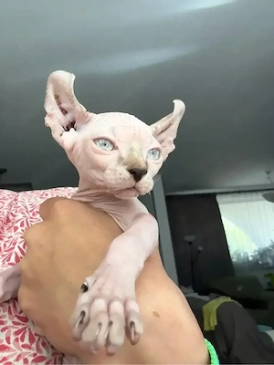 pui sphynx  sfinx  sociabili , iubitori 