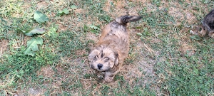 Aceste micuțe de 2 luni caută stapini iubitori 