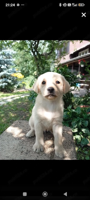 Puiute labrador   