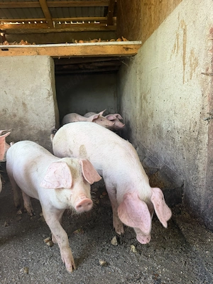 Porci crescuți natural în gospodărie  - imagine 2