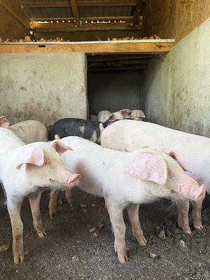 Porci crescuți natural în gospodărie 