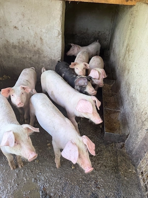 Porci crescuți natural în gospodărie  - imagine 3