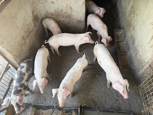 Porci crescuți natural în gospodărie  - imagine 4