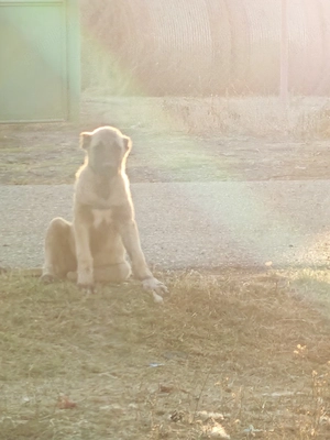 Disponibile 2 cățelușe  de Kangal 