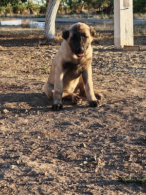 Disponibile 2 cățelușe  de Kangal  - imagine 4
