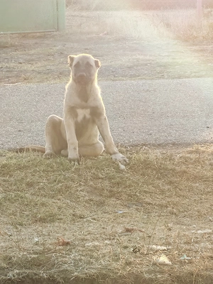 Disponibile 2 cățelușe  de Kangal  - imagine 2