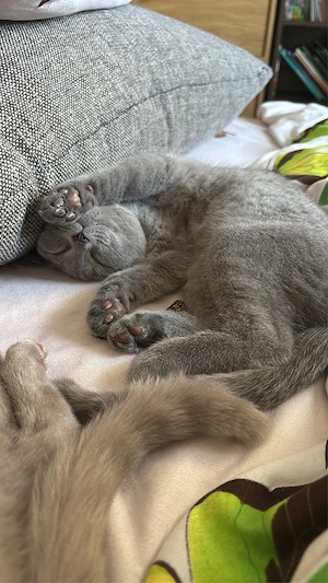 Cautam casuta pentru 2 pisicute British Shorthair
