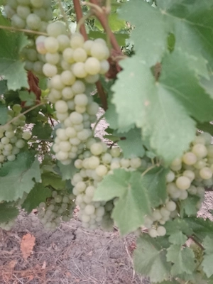 struguri de vin 