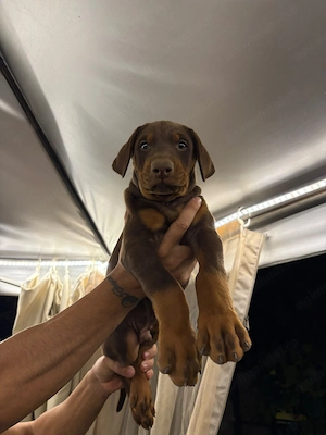Doberman masculi doar doi pui 