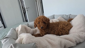 Poodle red pitic fetita