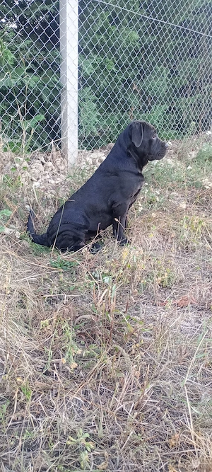 femela Cane corso 
