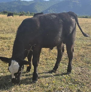 Tauras angus sacrificat - imagine 2