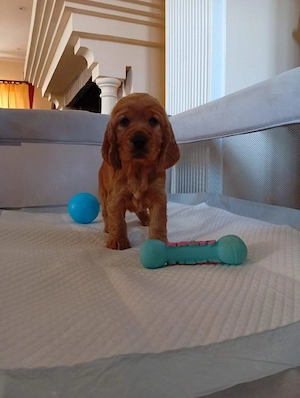 cocker spaniel