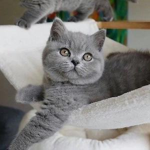 British shorthair baieței și fetițe  - imagine 3