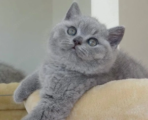 British shorthair baieței și fetițe 
