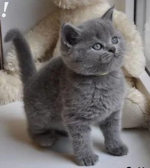 British shorthair pui