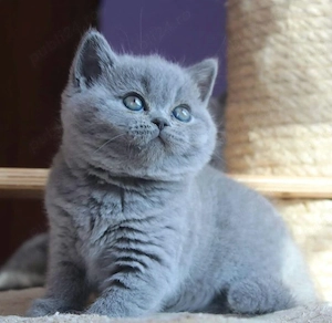 British shorthair pui - imagine 2