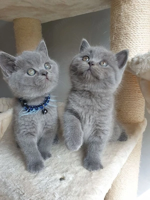 British shorthair pui - imagine 3