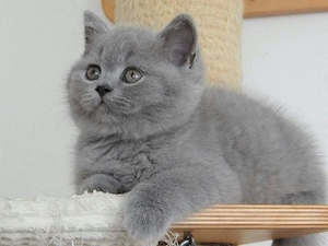British shorthair pisoiași superbi - imagine 2