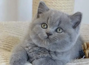 British shorthair pisoiași superbi