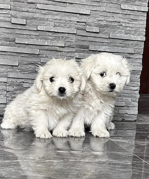 Vând căței bichon 