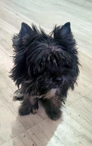 Yorkshire terrier  Urgent culoare rdeosebita 10 luni  luni culoare negru 