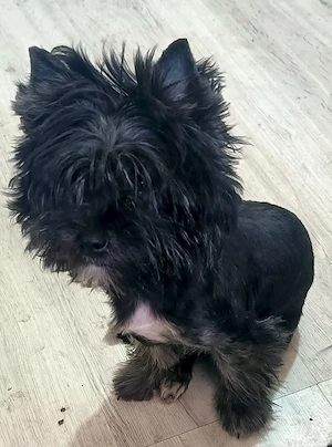 Yorkshire terrier  Urgent culoare rdeosebita 10 luni  luni culoare negru 