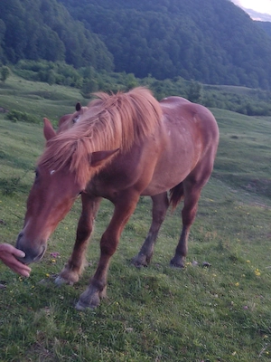 Vând mânză de un an și jumătate mai multe detalii la telefon 