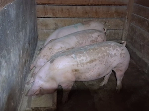vând porci 120-140 kg