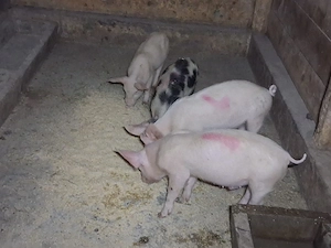 vând purcei de 9 săptâmăni 