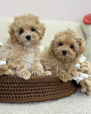 maltipoo mini toy