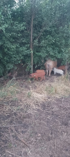 vind porci și purcei - imagine 5