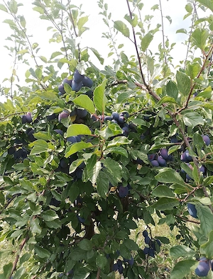 Vând prune Stanley 20t 