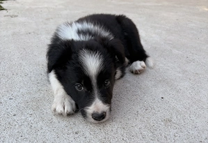 Border Collie Rasa Pura ! 