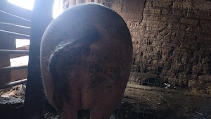 Vand purcea 270 kg - imagine 2