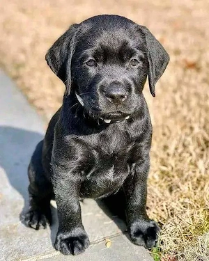 Labrador retriever negru 