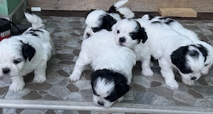 Cățeluși adorabili disponibili 
