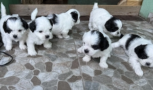 puiuți disponibili 