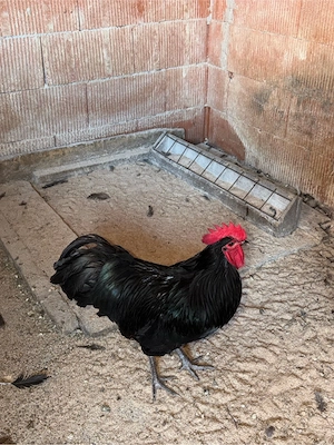 Cocoși australop .