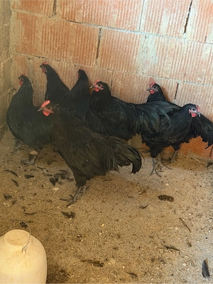 Cocoși australorp schimb    - imagine 3
