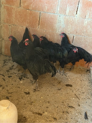 Cocoși australorp schimb   