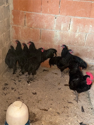 Cocoși australorp schimb    - imagine 2