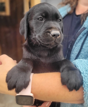 Pui labrador negru 