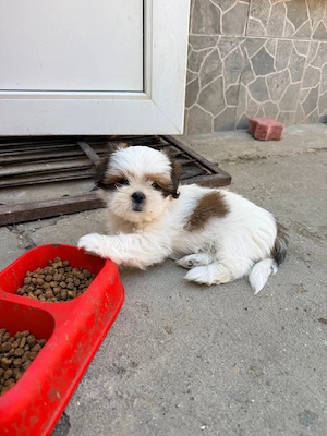 Pui Shih-tzu  - imagine 3