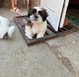 Pui Shih-tzu  - imagine 5