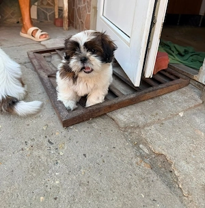 Pui Shih-tzu  - imagine 4