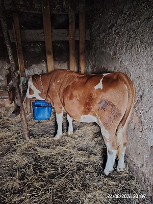 JUNINCĂ de vânzare 