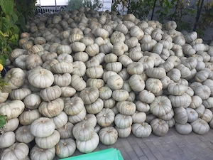 Dovleci Plăcintari 